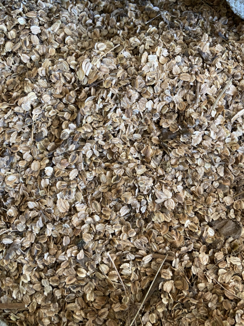 白芷种子亳州地产药材白芷包出芽率可签订合同
