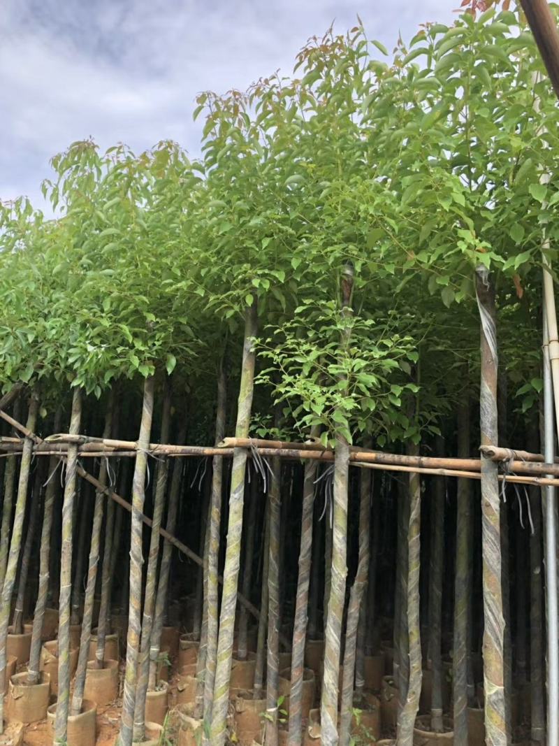 精品香樟基地直发规格齐全品质保证欢迎联系
