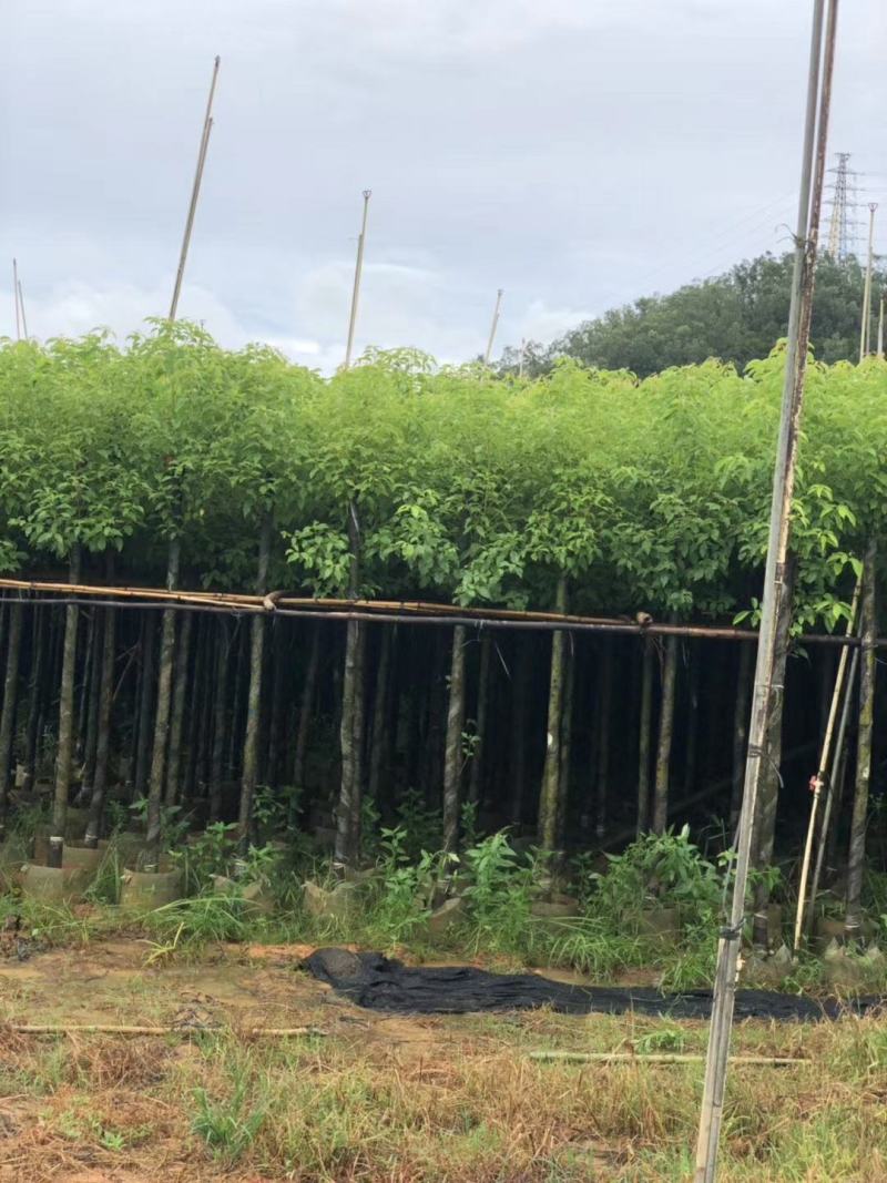 精品香樟基地直发规格齐全品质保证欢迎联系