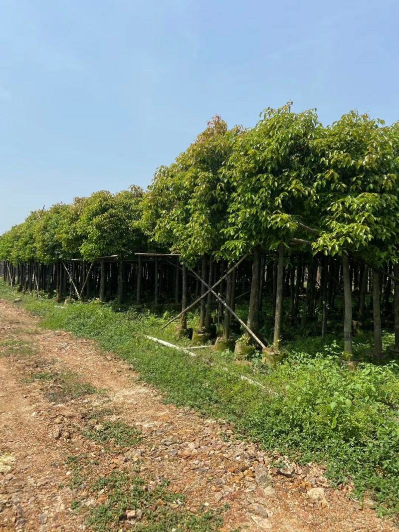 精品香樟基地直发规格齐全品质保证欢迎联系