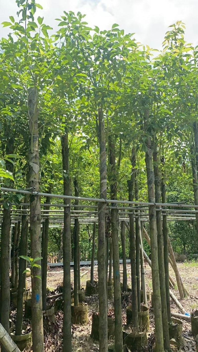 精品香樟基地直发规格齐全品质保证欢迎联系