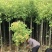 精品香樟基地直发规格齐全品质保证欢迎联系
