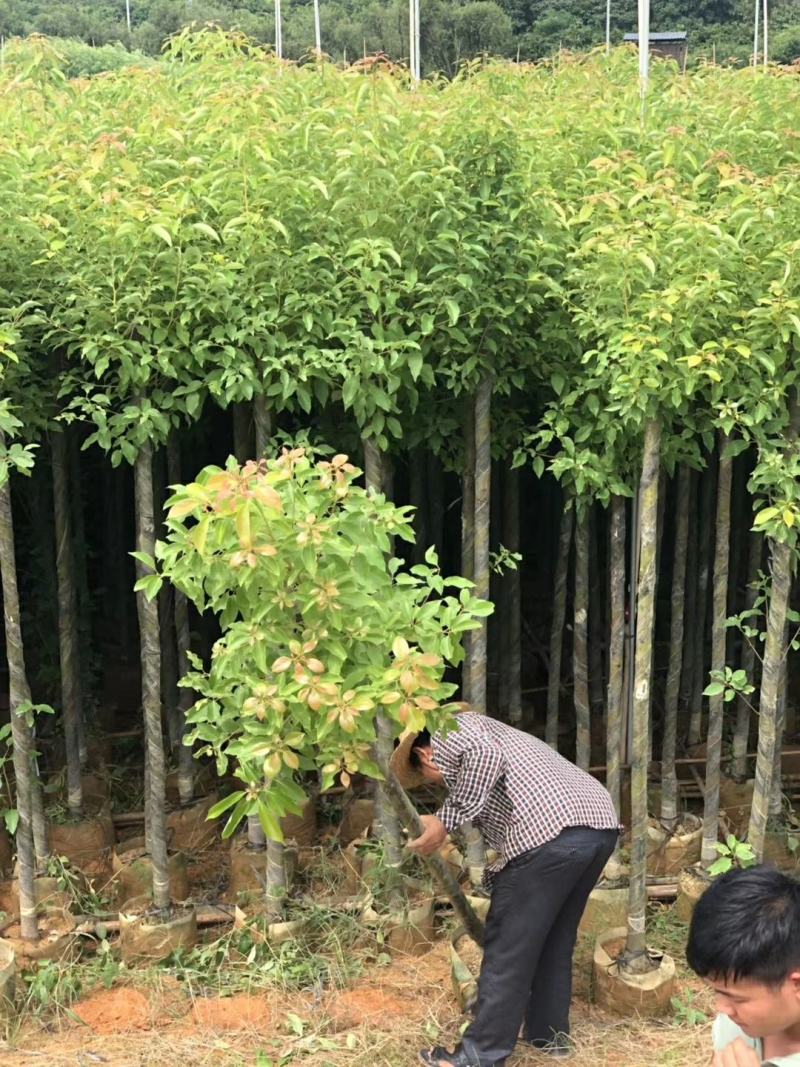 精品香樟基地直发规格齐全品质保证欢迎联系