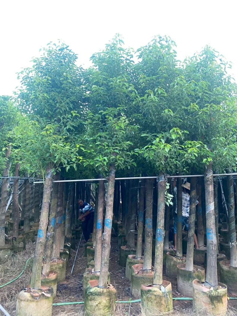 精品香樟基地直发规格齐全品质保证欢迎联系