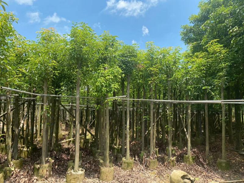 精品香樟基地直发规格齐全品质保证欢迎联系