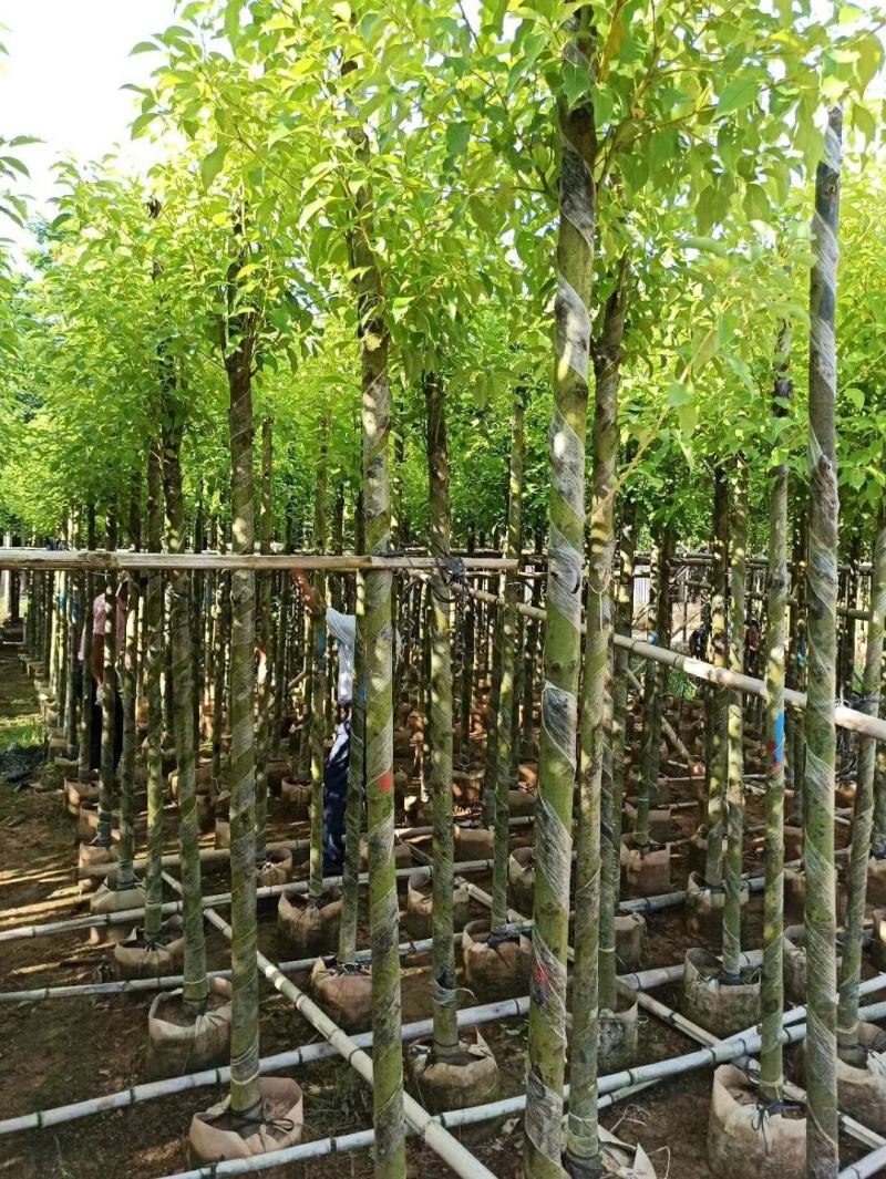 精品香樟基地直发规格齐全品质保证欢迎联系