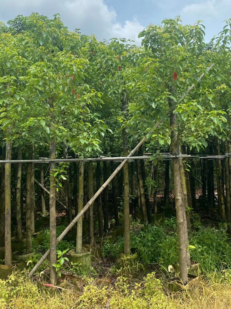 精品香樟基地直发规格齐全品质保证欢迎联系