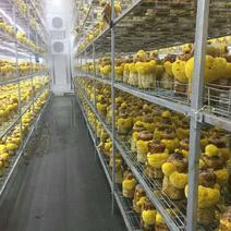 西峡科达菌种厂桑黄种植基地