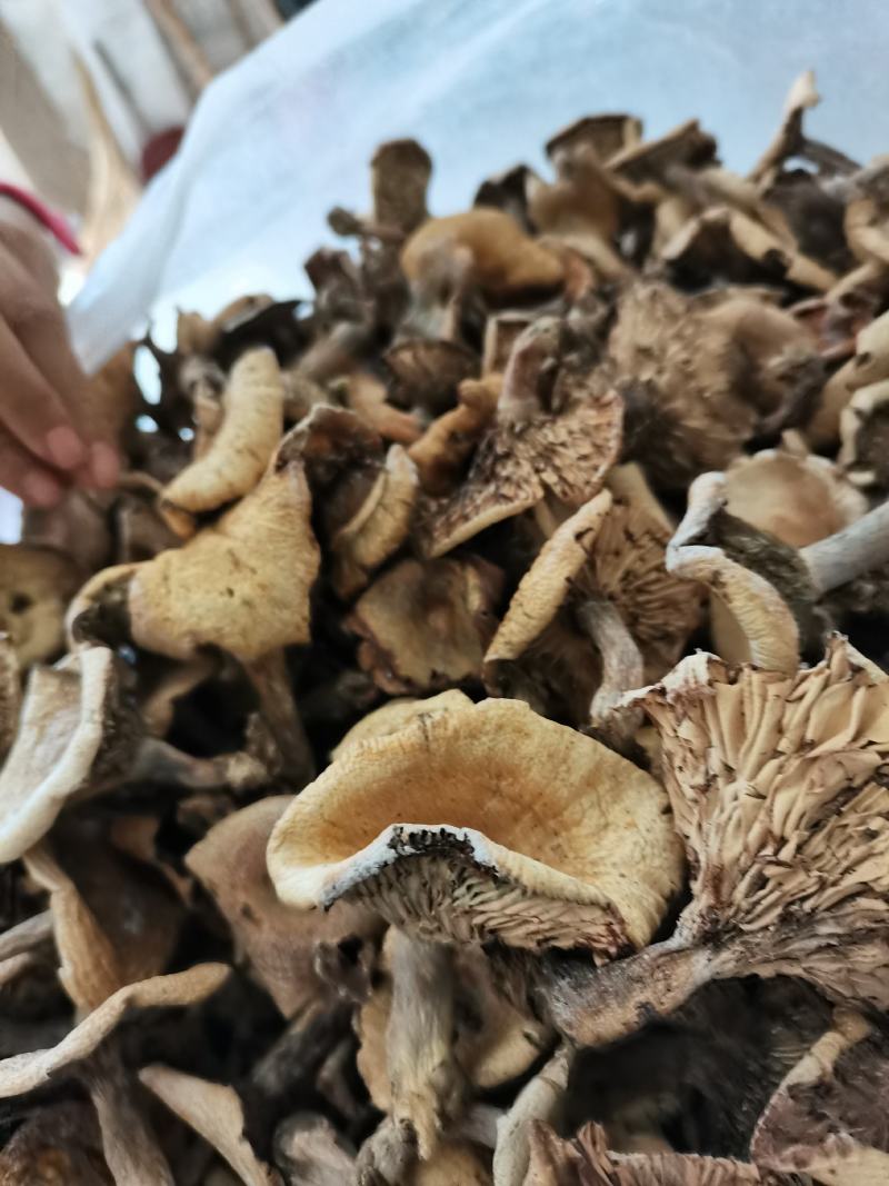 湖北优质干松树菌大山里的干货农户直发欢迎来电合作