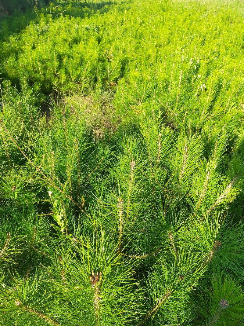 油松杯苗，各种规格油松杯苗，30公分高的油松杯苗1.5元