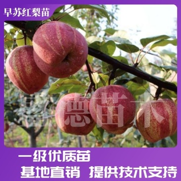早酥红梨苗彩虹梨全部精品,可签合同,产地直发,一树苗
