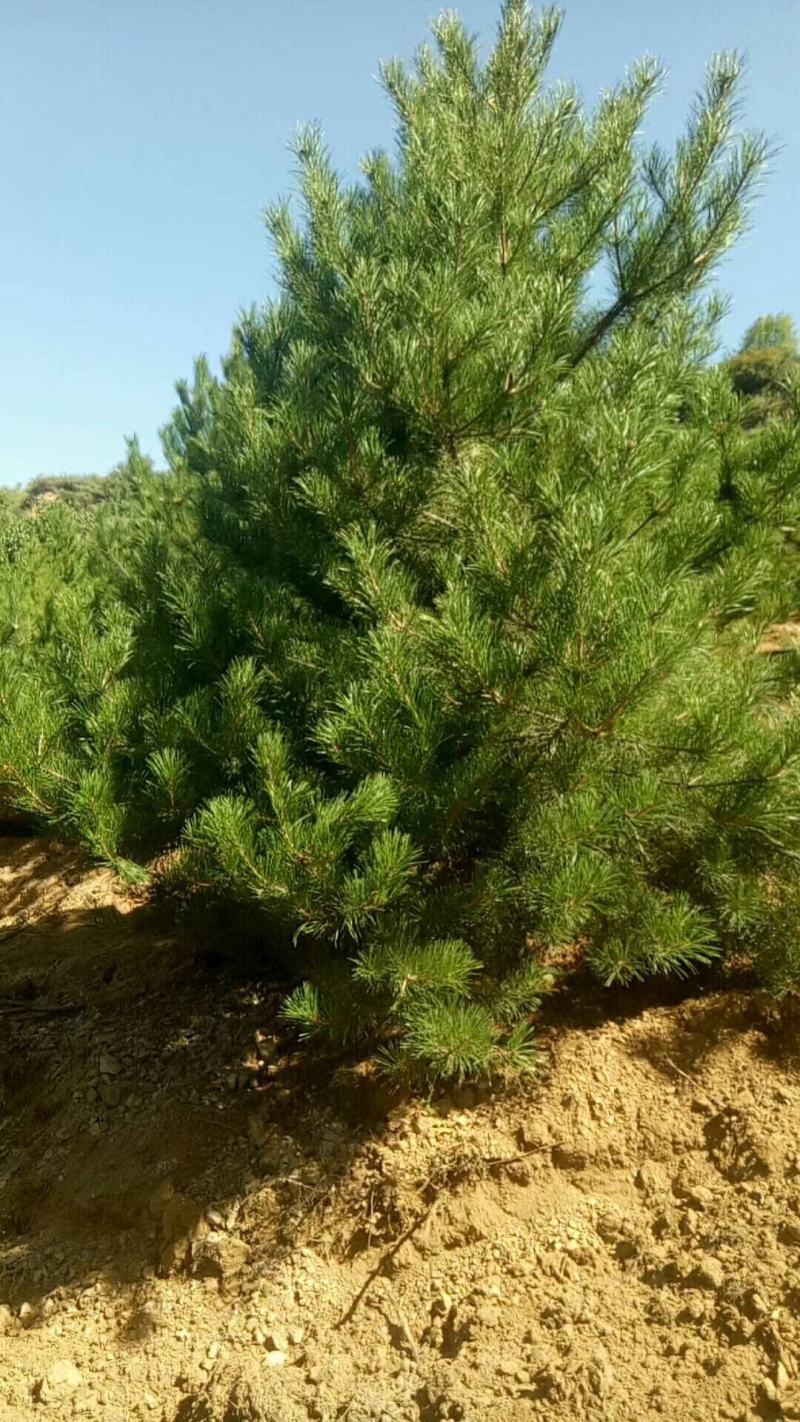 山西油松1-6米，规格齐全精品货源，价格实惠，产地直销。