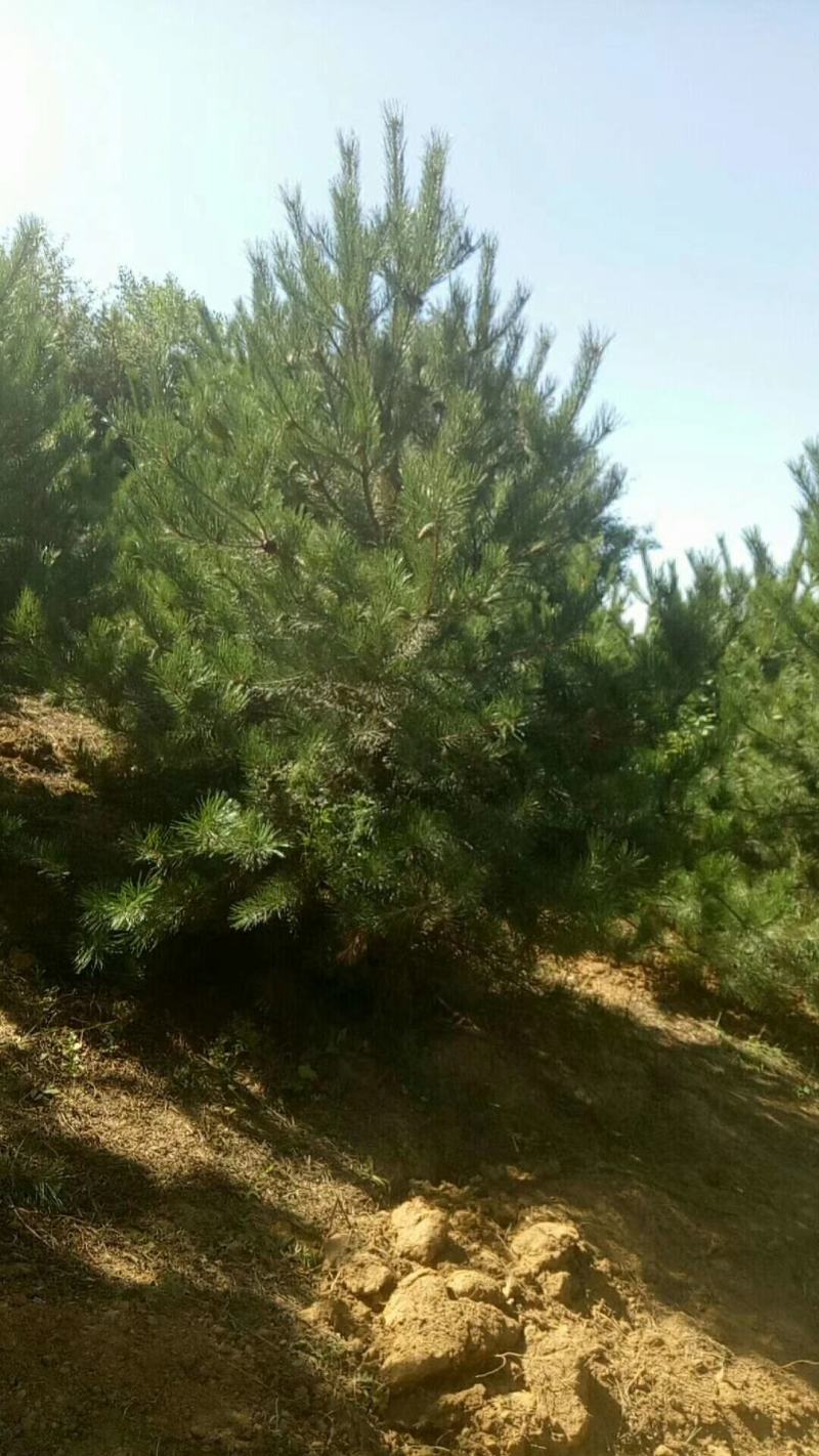 山西油松1-6米，规格齐全精品货源，价格实惠，产地直销。