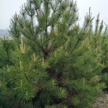 山西油松1-6米,规格齐全精品货源,价格实惠,产地直销。
