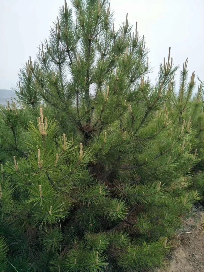 山西油松1-6米，规格齐全精品货源，价格实惠，产地直销。