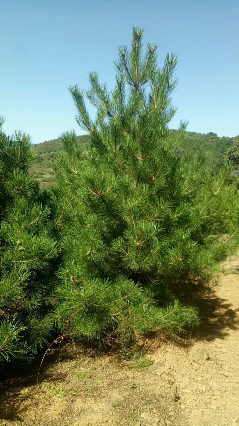 山西油松1-6米，规格齐全精品货源，价格实惠，产地直销。