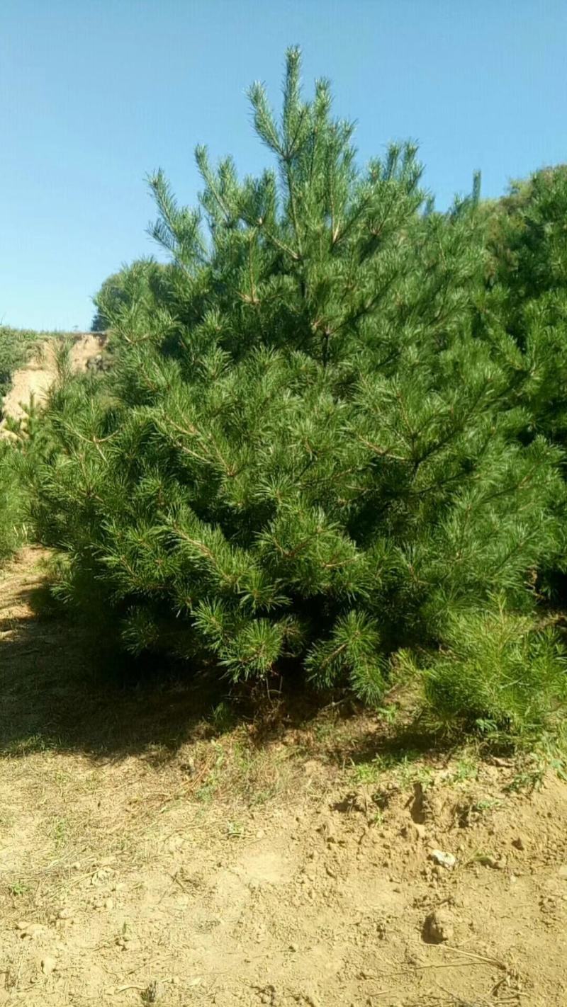 山西油松1-6米，规格齐全精品货源，价格实惠，产地直销。