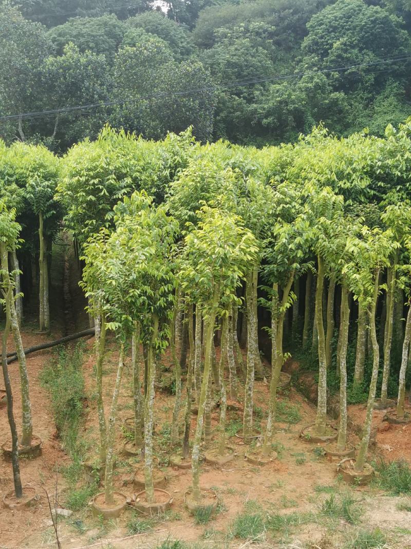 沉香木，土沉香，各种尺寸的规格征收绿化沉香支持视频看货。