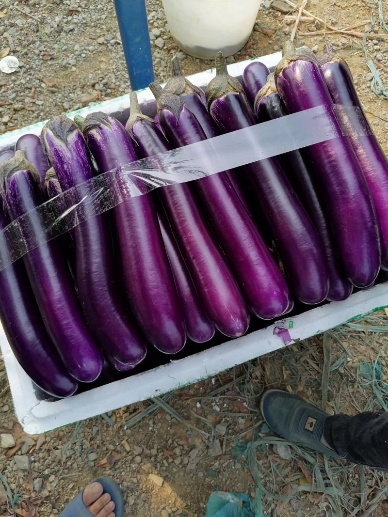 基地精品茄，合适做烧烤！