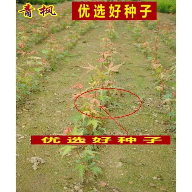 林木种子嫁接红枫的青枫树种子青枫种子鸡爪槭种子庭