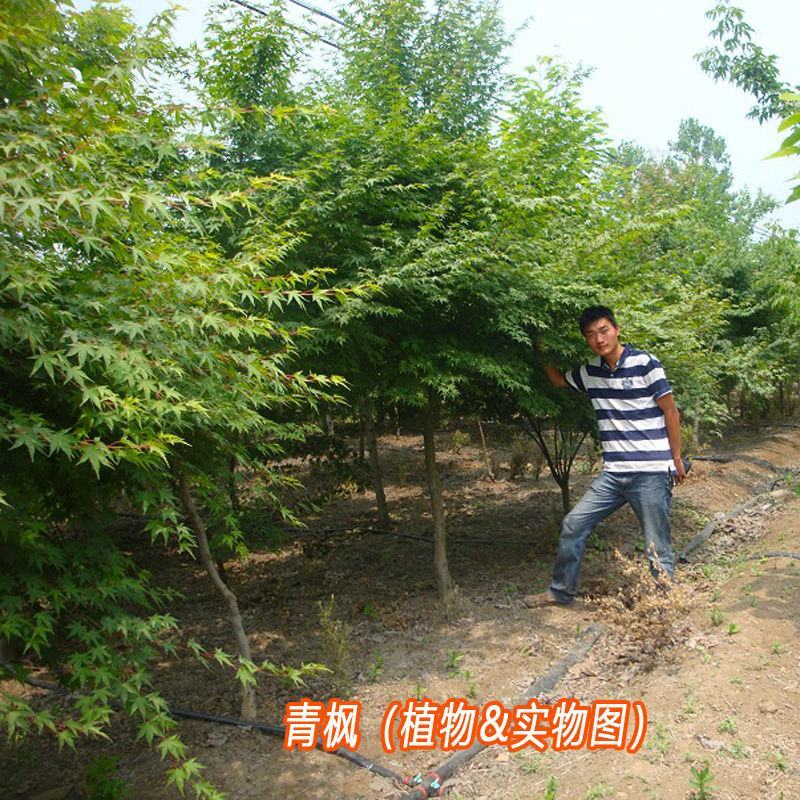 林木种子嫁接红枫的青枫树种子青枫种子鸡爪槭种子庭