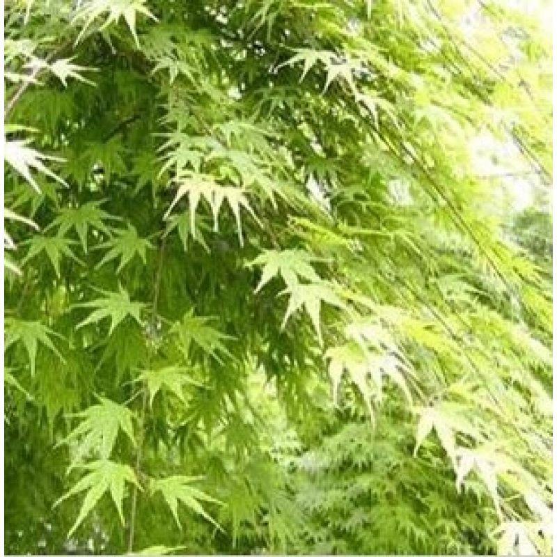 林木种子嫁接红枫的青枫树种子青枫种子鸡爪槭种子庭