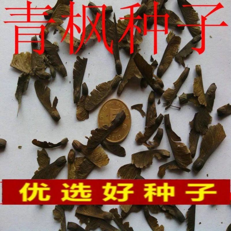 林木种子嫁接红枫的青枫树种子青枫种子鸡爪槭种子庭