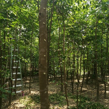 大量供应2米高嫁接棋楠沉香袋苗，可支持视频看货