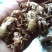 700斤蝉蜕金蝉衣现货出售