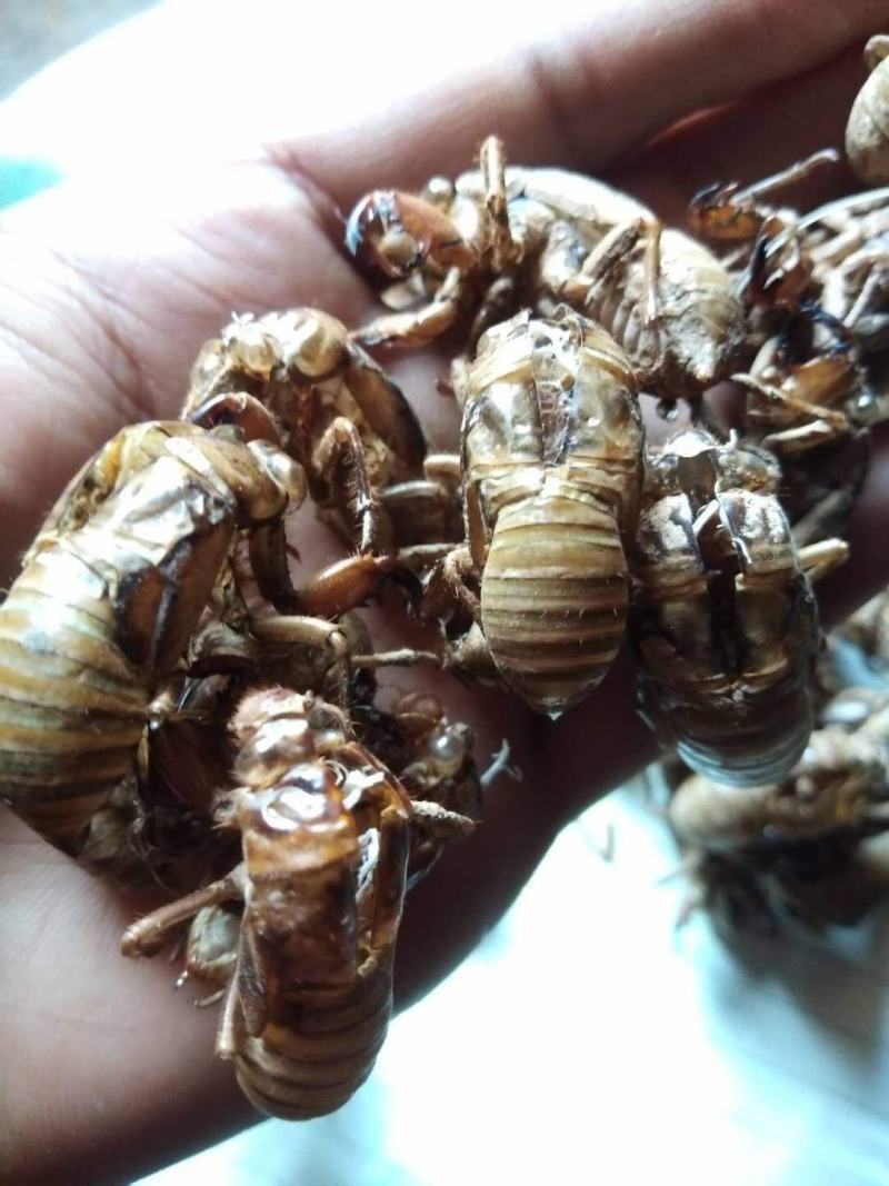 700斤蝉蜕金蝉衣现货出售