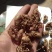 700斤蝉蜕金蝉衣现货出售