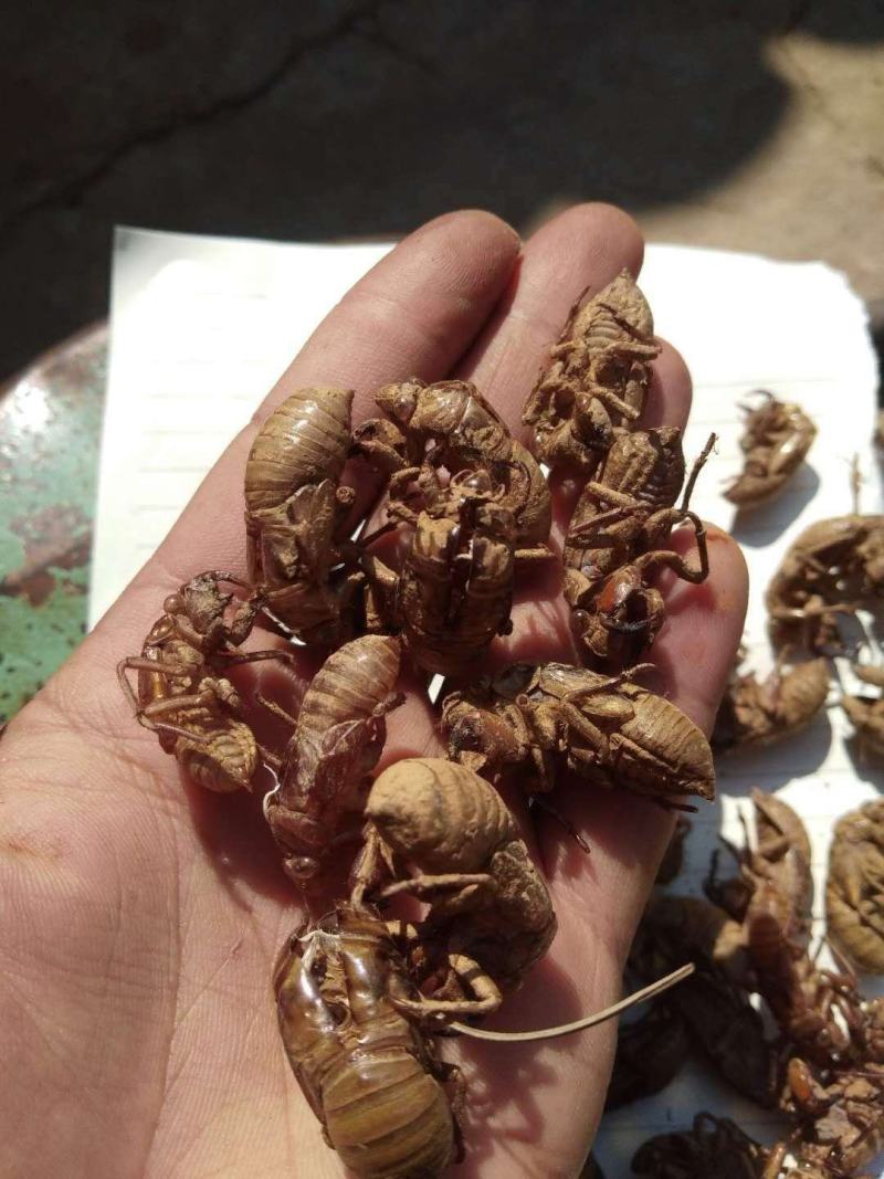 700斤蝉蜕金蝉衣现货出售