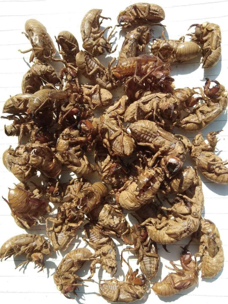 700斤蝉蜕金蝉衣现货出售