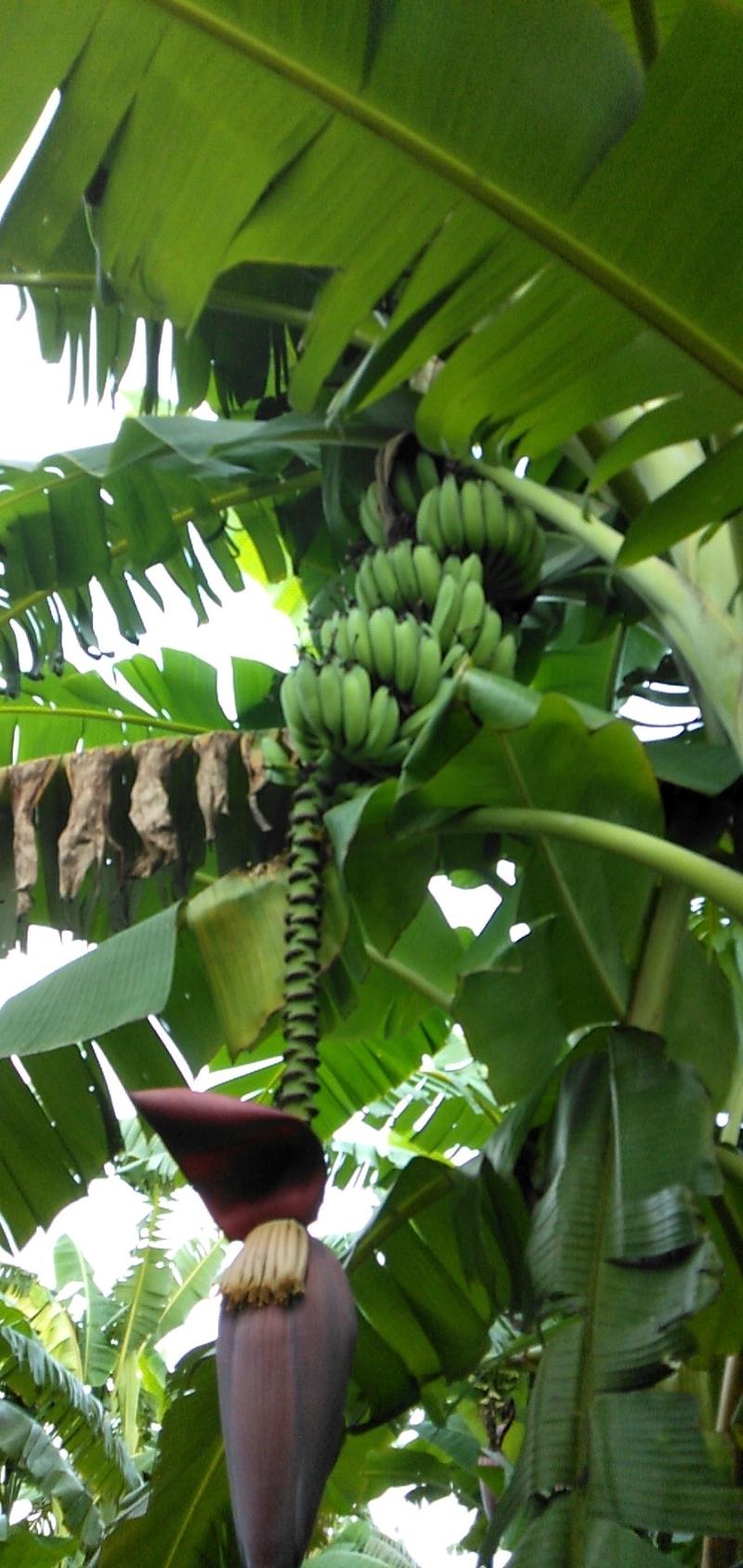 小米蕉树上成熟价格美丽