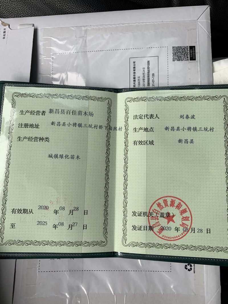 优质鸡爪槭种子当年采摘新种子发芽率高
