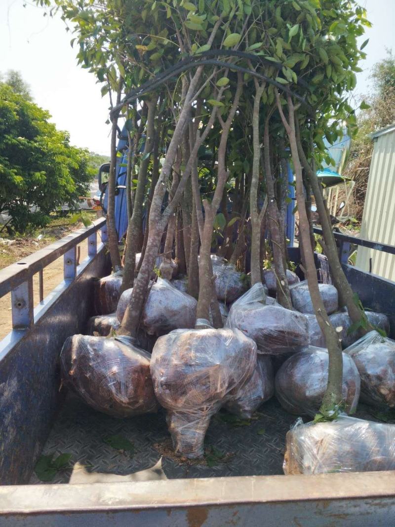 沉香苗，沉香木，棋楠沉香嫁接树，3年树，己结香，未打吼，