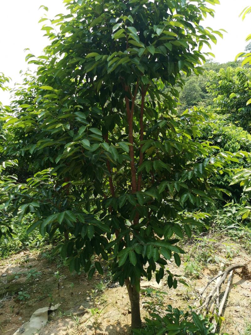 沉香苗，沉香木，棋楠沉香嫁接树，3年树，己结香，未打吼，