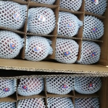 甘肃天水精品花牛苹果上市中，可以发货装货全国包邮14斤