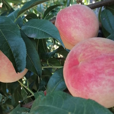 大量（九九红）毛桃热销中