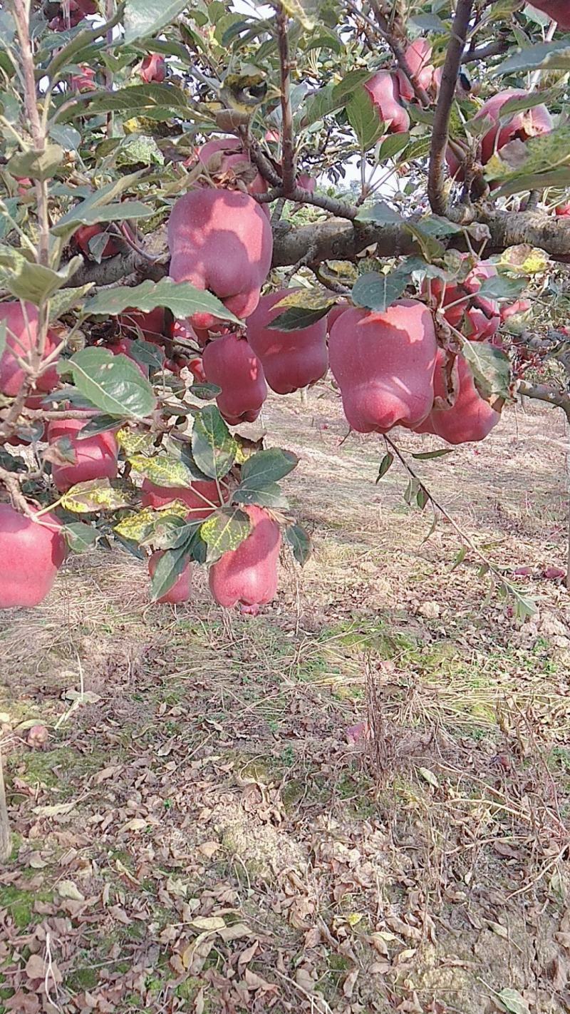 甘肃天水正宗花牛蛇果假一赔十，高山产地，自家的