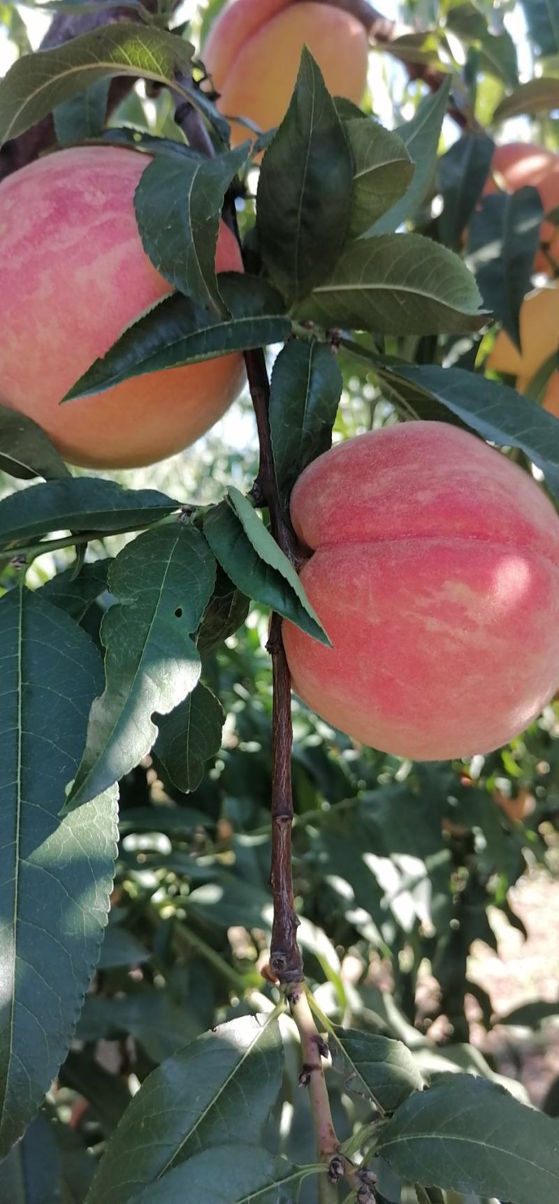 大量（九九红）毛桃热销中