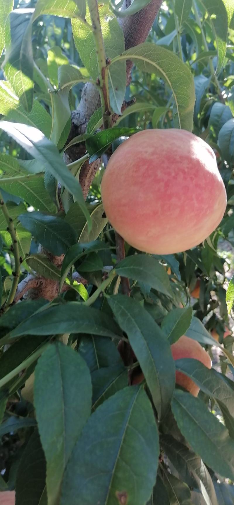 大量（九九红）毛桃热销中