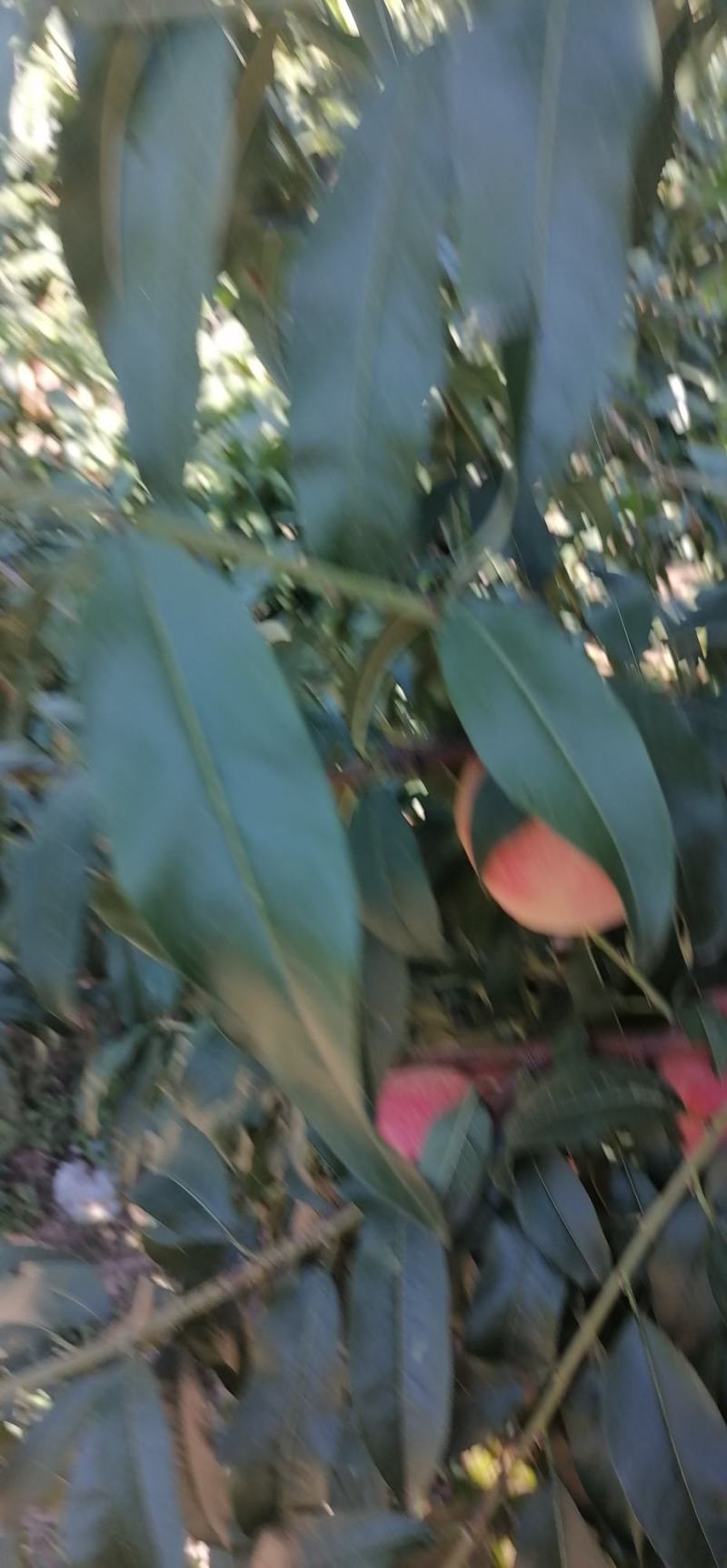 大量（九九红）毛桃热销中