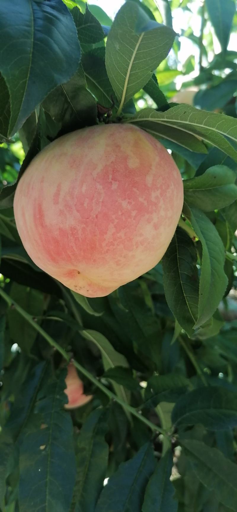 大量（九九红）毛桃热销中