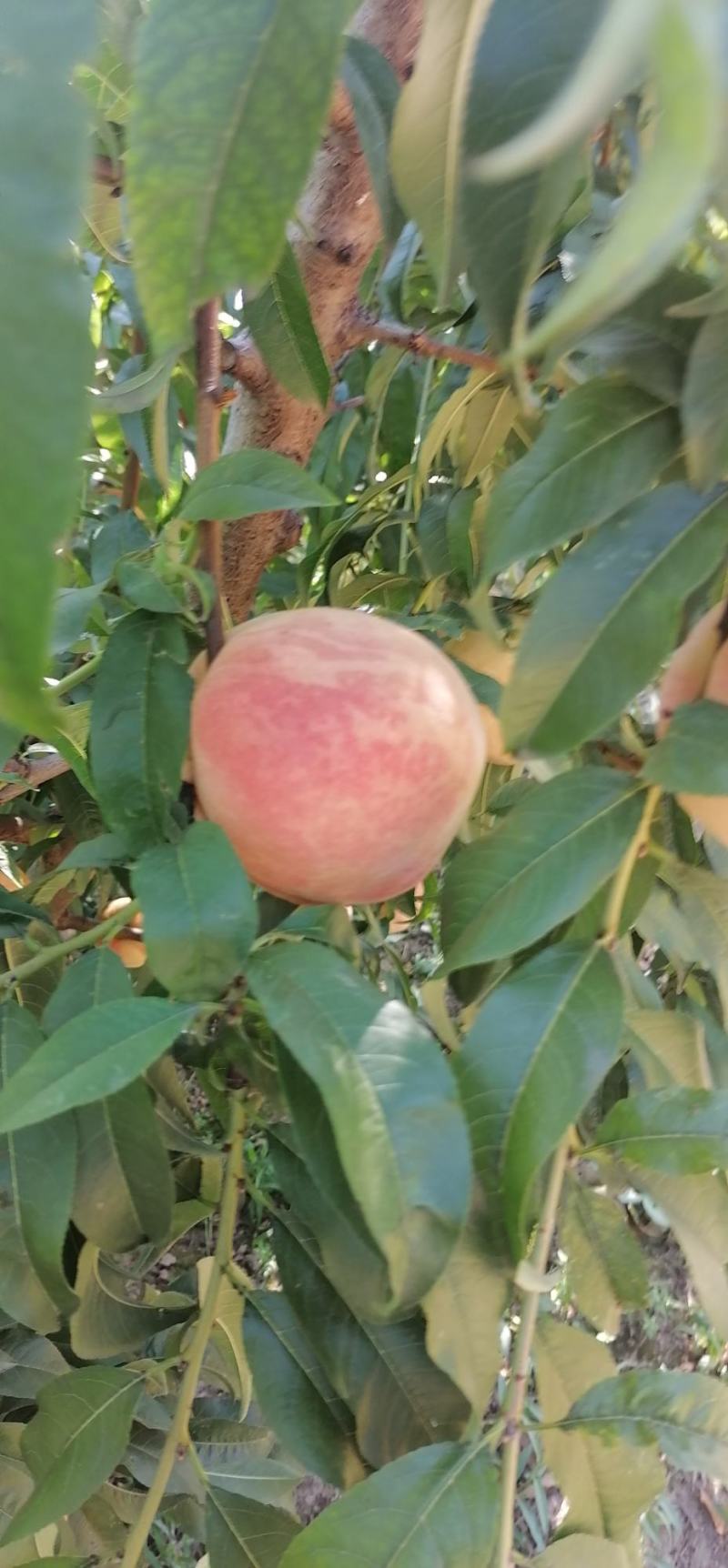 大量（九九红）毛桃热销中