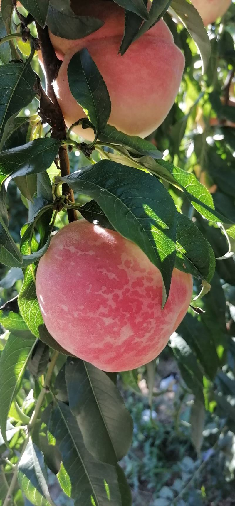 大量（九九红）毛桃热销中