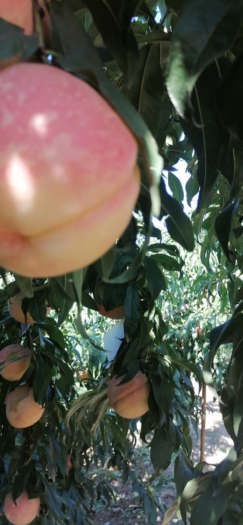 大量（九九红）毛桃热销中