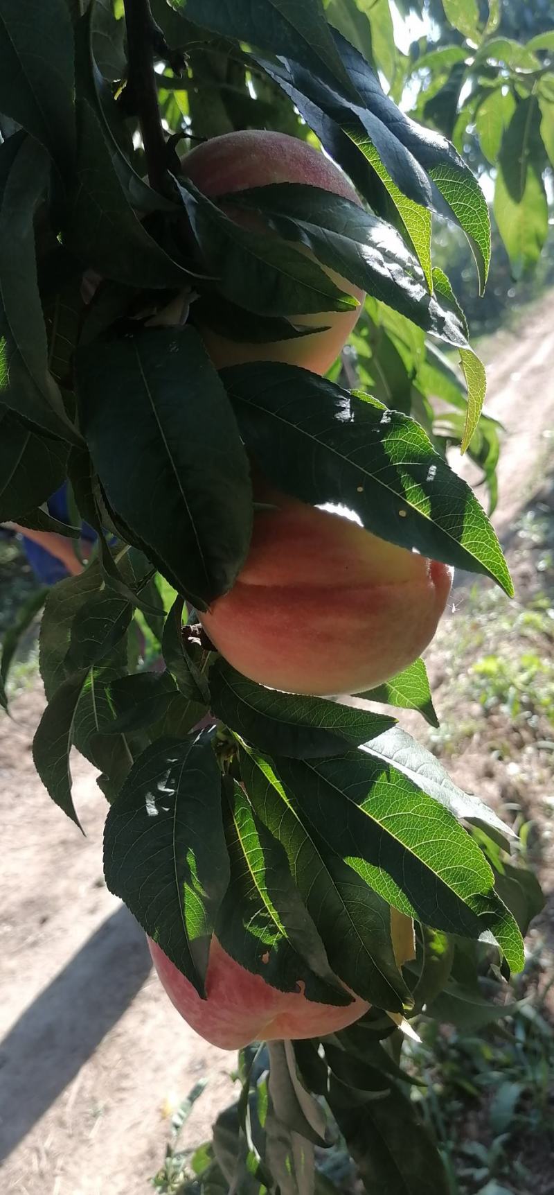 大量（九九红）毛桃热销中