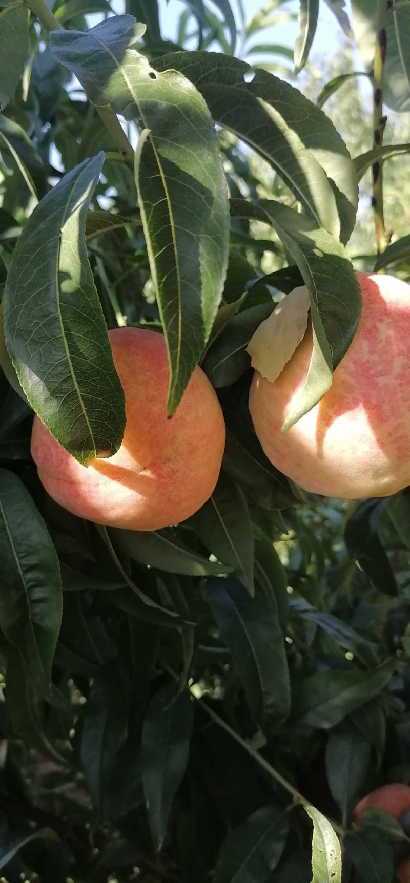 大量（九九红）毛桃热销中
