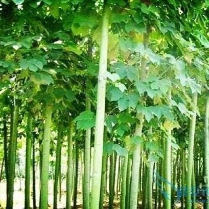 新采林木树种青桐种子青铜树别名梧桐行道树种籽别名梧桐行道
